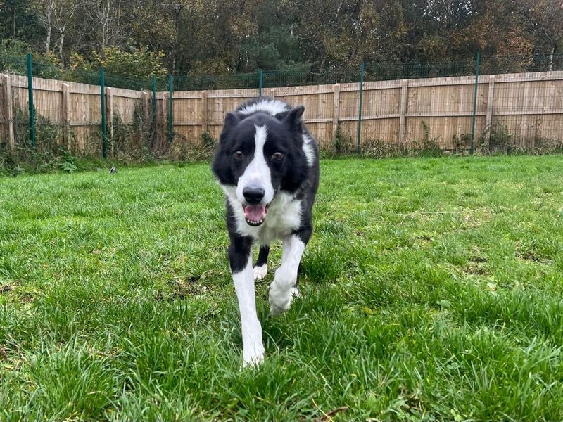 Border Collie for adoption in West Calder, West Lothian – 10 years old - Image 2 of 3