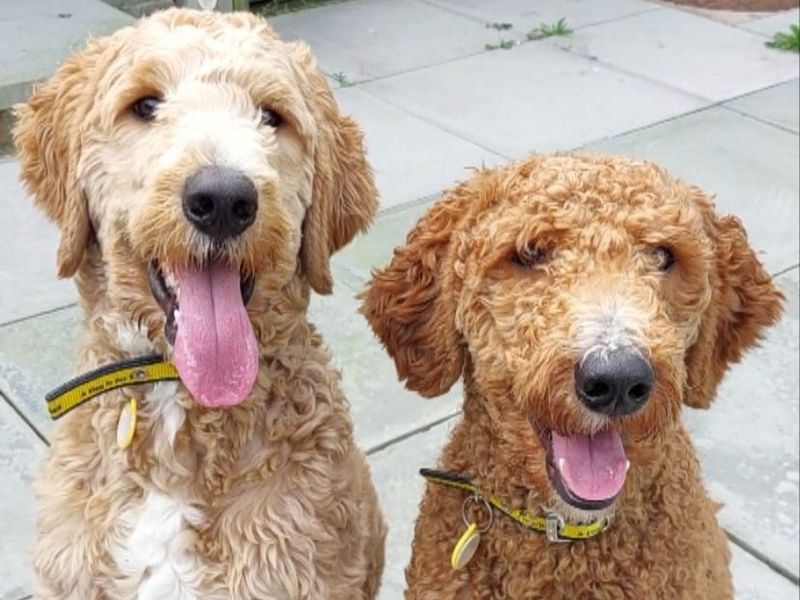 Poodle for adoption in Shoreham by Sea, West Sussex – 11 months old