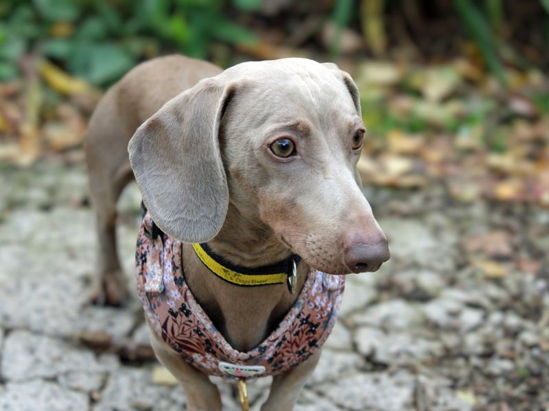 Harlow | Dachshund (Miniature Smooth Haired) | Merseyside (Liverpool) - 1