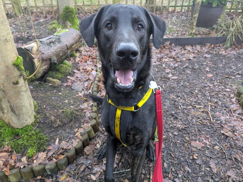Doberman for adoption in West Calder, West Lothian – 1 year old - Image 5 of 5