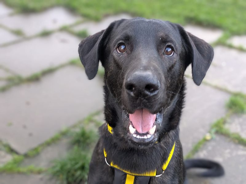 Doberman for adoption in West Calder, West Lothian – 1 year old - Image 4 of 5