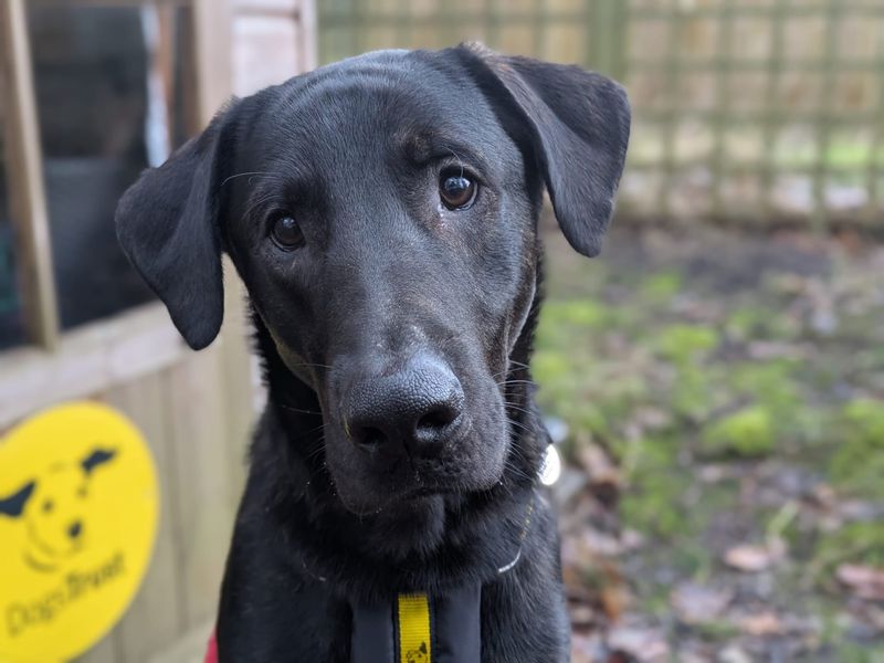 Kylo, a 2 years old male Dobermann available for adoption from Dogs Trust in West Calder, Scotland
