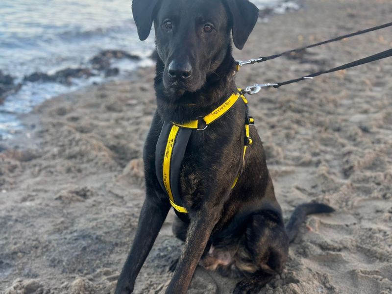 Doberman for adoption in West Calder, West Lothian – 1 year old - Image 2 of 5