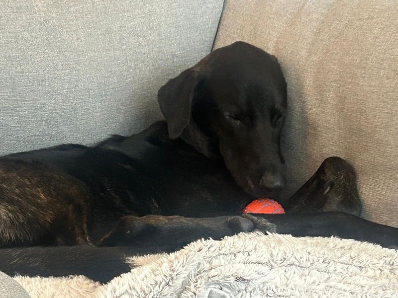 Doberman for adoption in West Calder, West Lothian – 1 year old