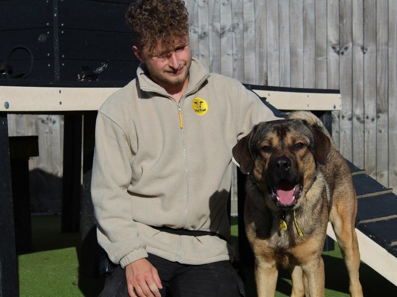 German Shepherd for adoption in Evesham, Worcestershire – 1 year old - Image 2 of 2
