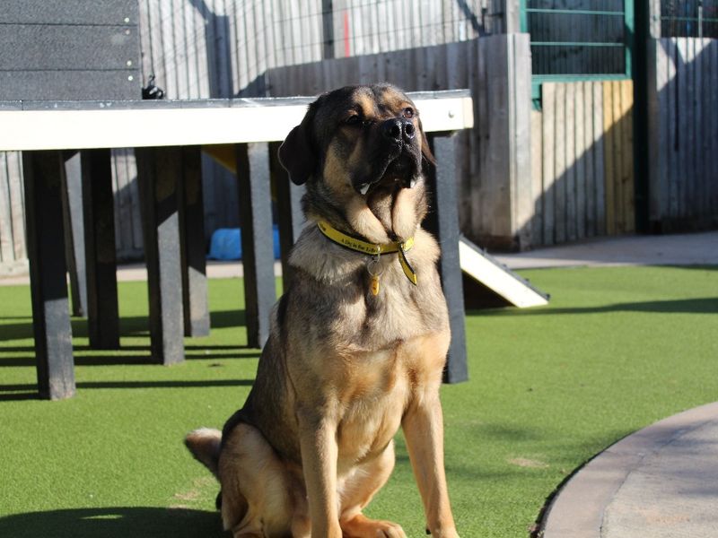 German Shepherd for adoption in Evesham, Worcestershire – 1 year old