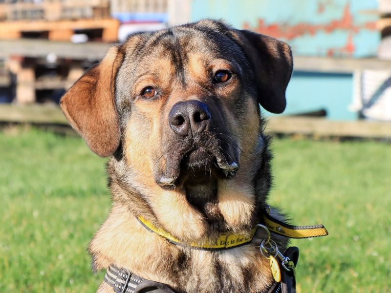 Baloo | German Shepherd Dog Cross | Evesham (Worcestershire) - 1