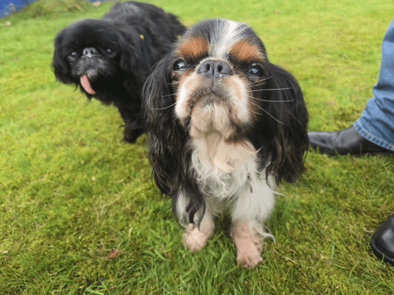 Gabriel | Spaniel (King Charles) | Dundee - 1