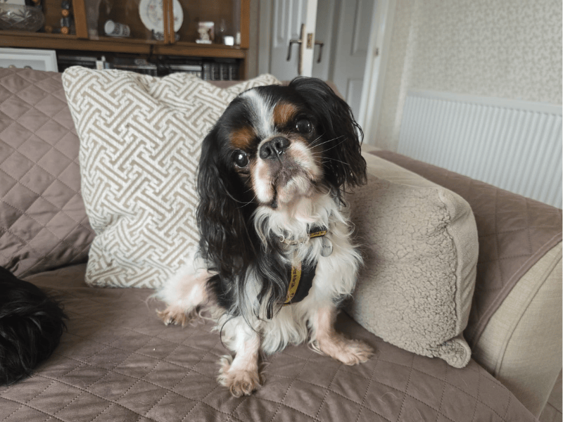 Gabriel | Spaniel (King Charles) | West Calder (Edinburgh) - 1