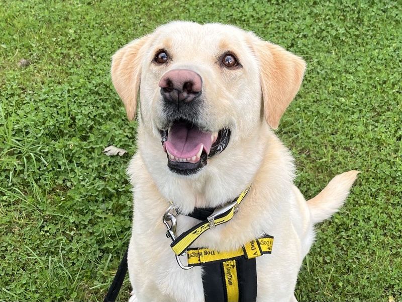 Chase | Retriever (Labrador) | Ballymena (Northern Ireland) - 1