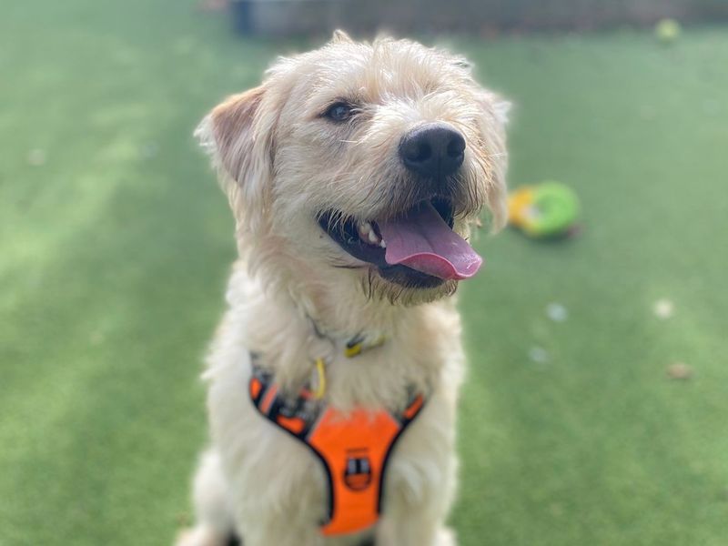 Golden Retriever for adoption in Chestfield, Kent – 1 year old - Image 3 of 4