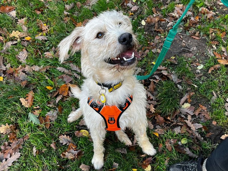Golden Retriever for adoption in Chestfield, Kent – 1 year old - Image 2 of 4