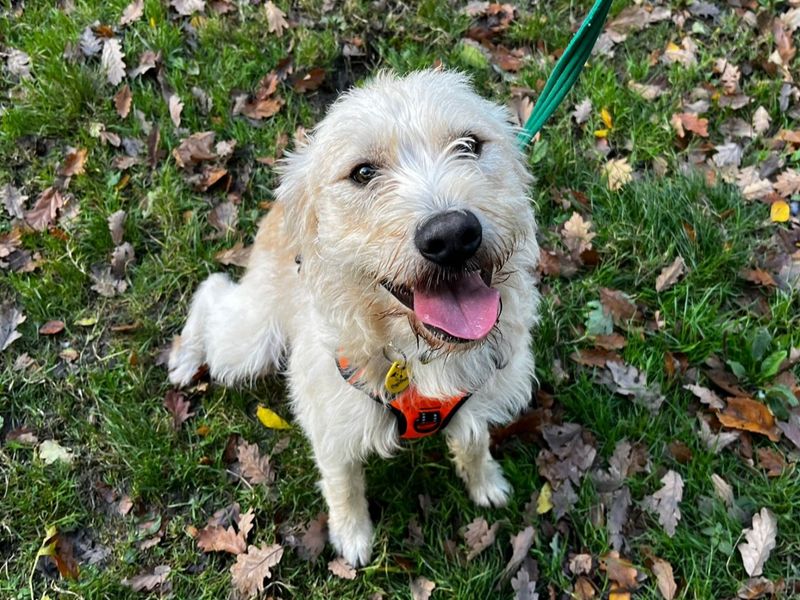 Golden Retriever for adoption in Chestfield, Kent – 1 year old