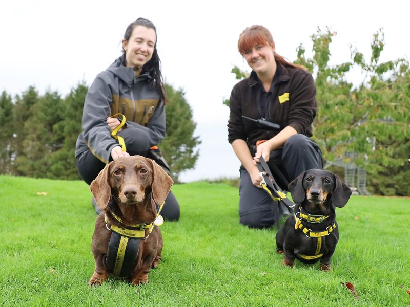 Dachshund for adoption in Leeds, Kent – 7 years old - Image 2 of 2