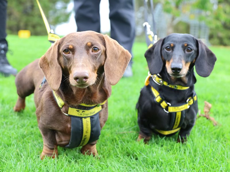 Dachshund for adoption in Leeds, Yorkshire – 7 years old