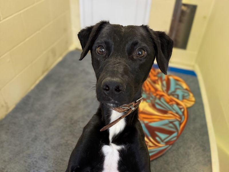 Woody | Crossbreed | Basildon (Essex) - 1