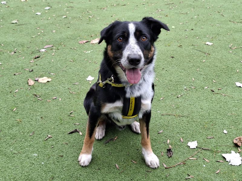 Border Collie for adoption in Ilfracombe, North Devon – 3 years old