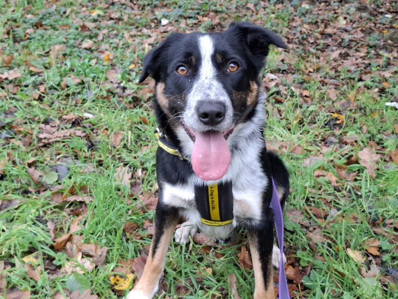 Border Collie for adoption in Ilfracombe, Devon – 3 years old - Image 2 of 3