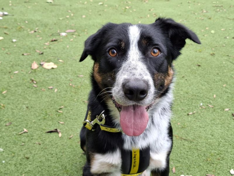 Border Collie for adoption in Ilfracombe, Devon – 3 years old - Image 3 of 3