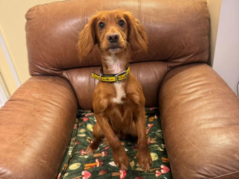 Cocker Spaniel for adoption in Wales, Somerset – 1 year old - Image 3 of 3