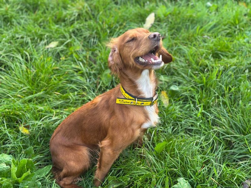 Cocker Spaniel for adoption in Mid Glamorgan, Wales – 1 year old