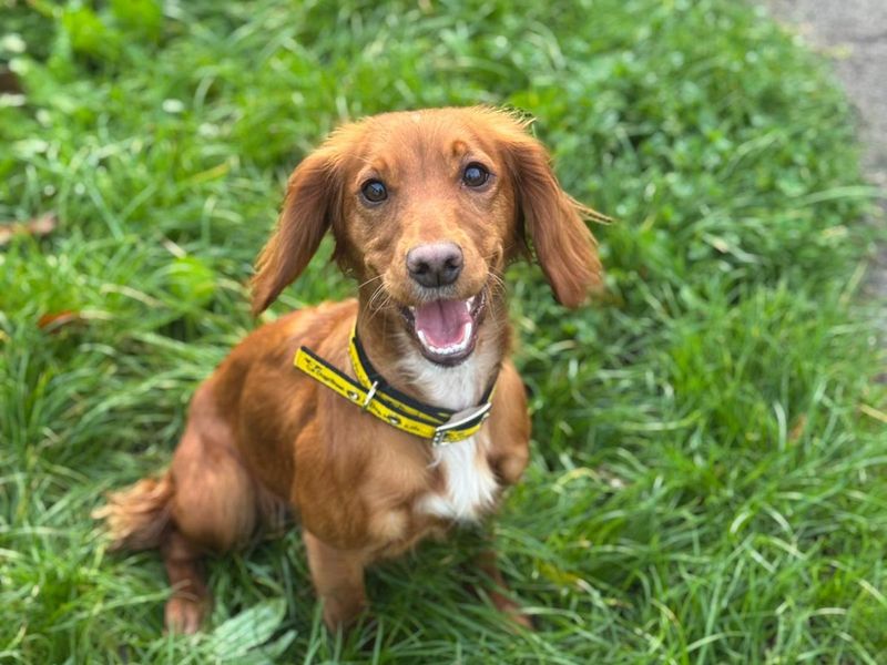 Cocker Spaniel for adoption in Wales, Somerset – 1 year old - Image 2 of 3