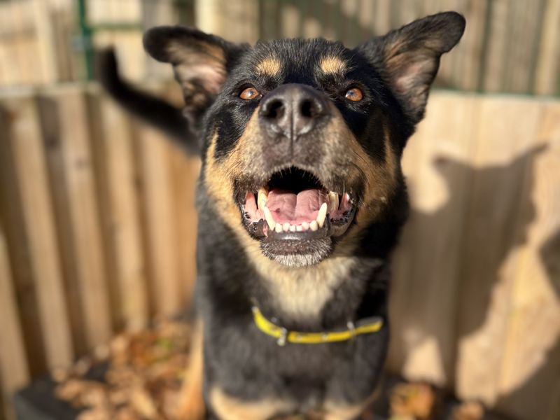 Ella | Rottweiler Cross | Ballymena (Northern Ireland) - 1