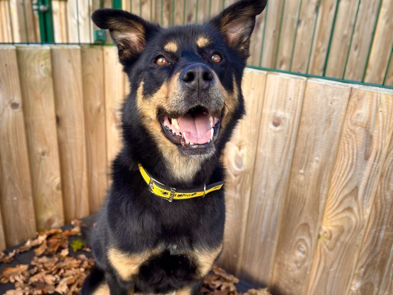 Siberian Husky for adoption in Ballymena, Co Antrim – 5 years old - Image 2 of 2