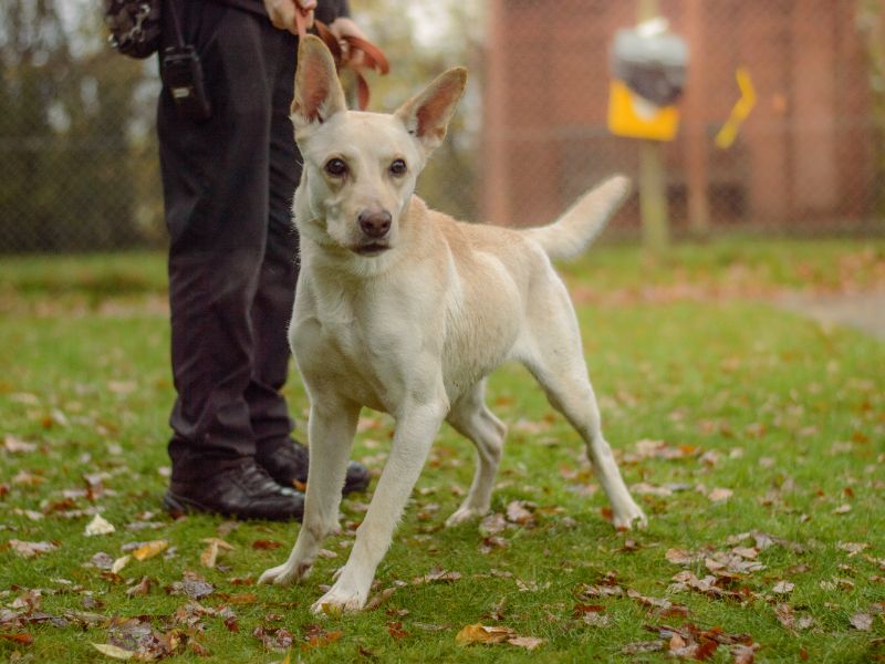 Eevee - Image 4 of 4