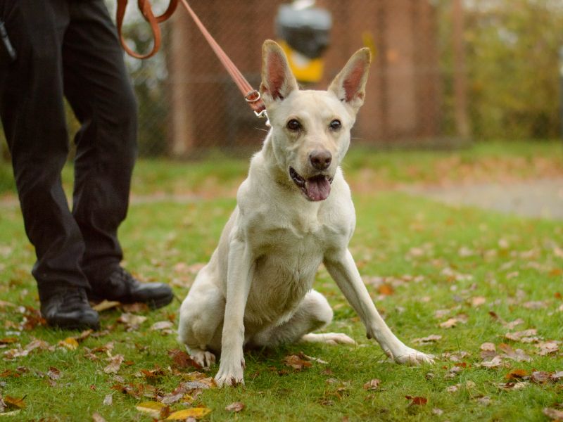 Eevee - Image 2 of 4