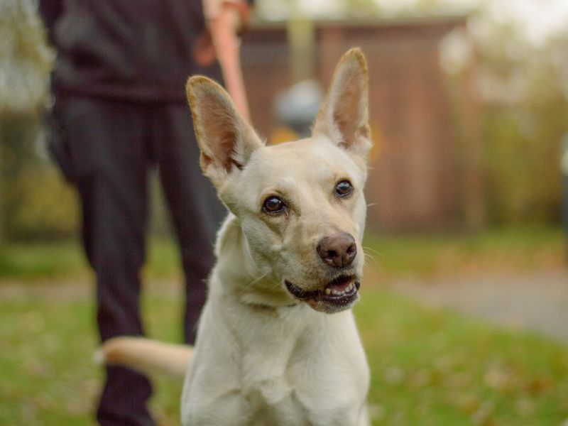 Eevee, a 4 years old female Crossbreed available for adoption from Dogs Trust in Kenilworth, West Midlands