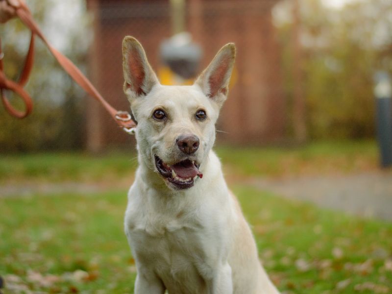 Eevee - Image 3 of 4