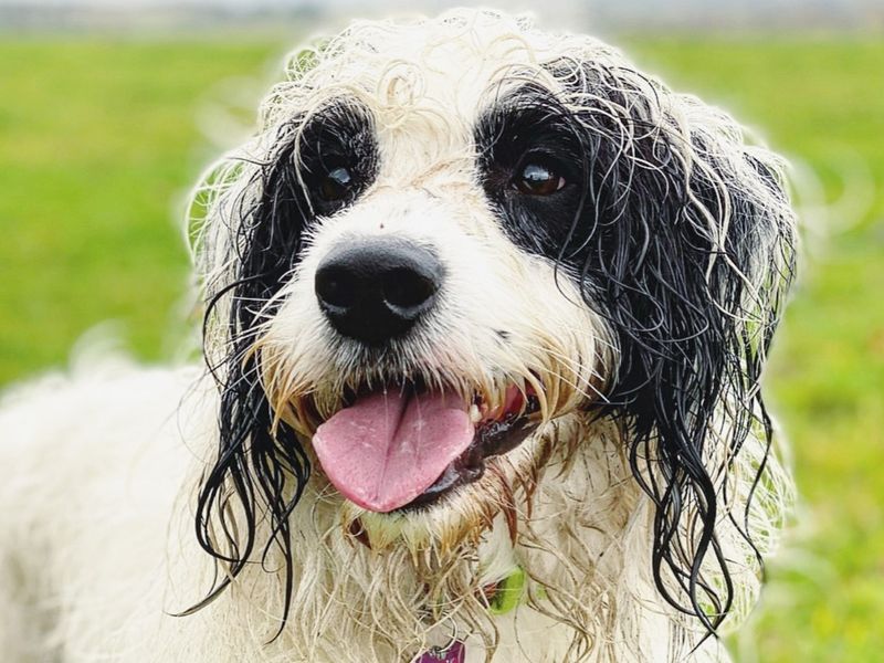Springer Spaniel for adoption in Kenilworth, Warwickshire – 5 years old - Image 4 of 4