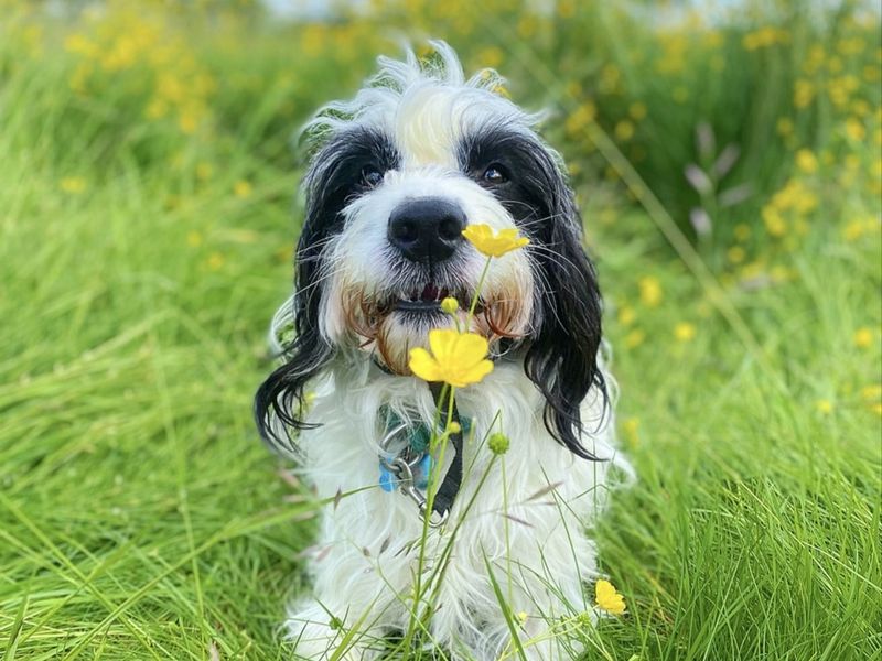 Springer Spaniel for adoption in Kenilworth, Warwickshire – 5 years old - Image 2 of 4