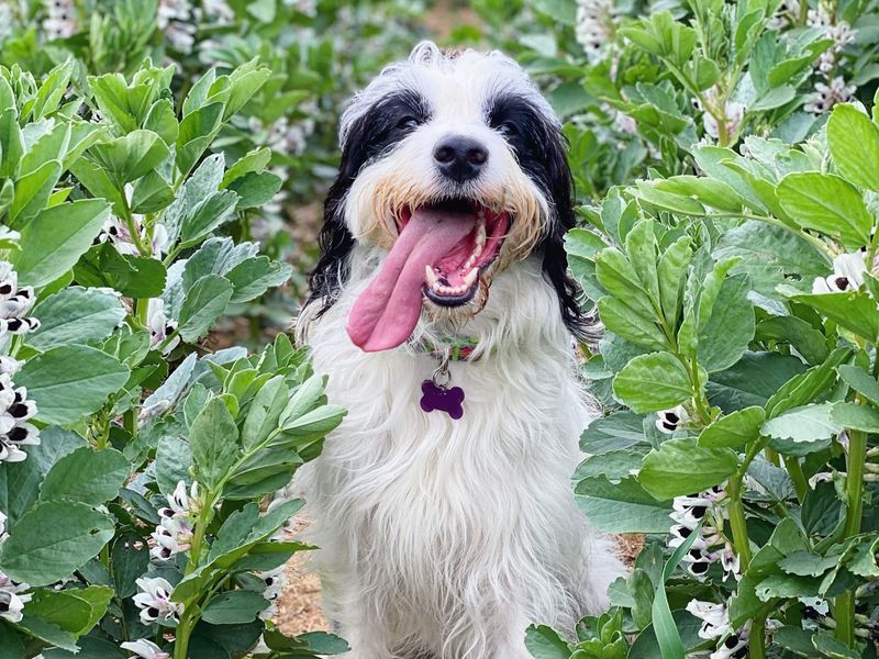 Springer Spaniel for adoption in Kenilworth, Warks – 5 years old