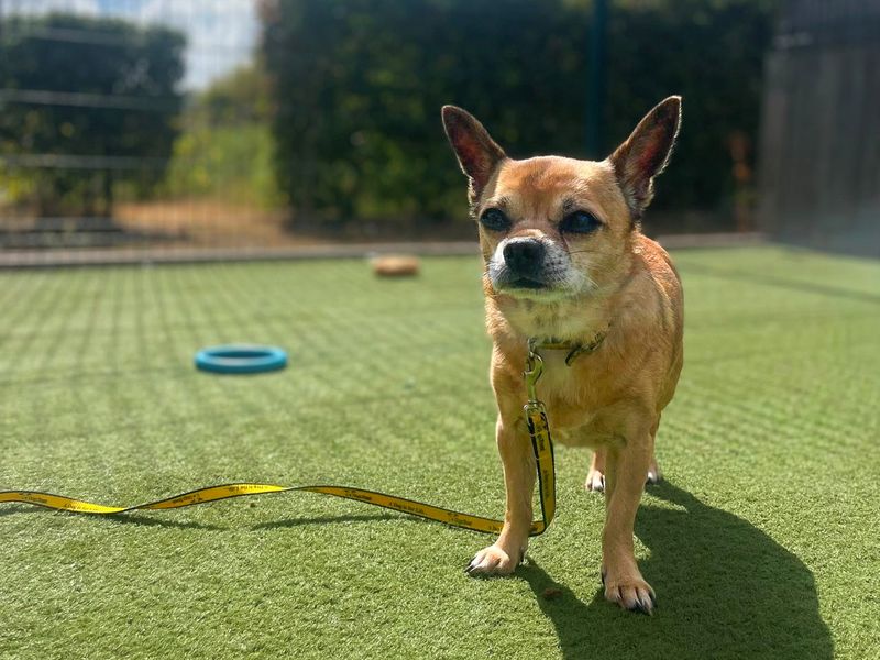 Saturn | Chihuahua (Smooth Coat) | Basildon (Essex) - 1