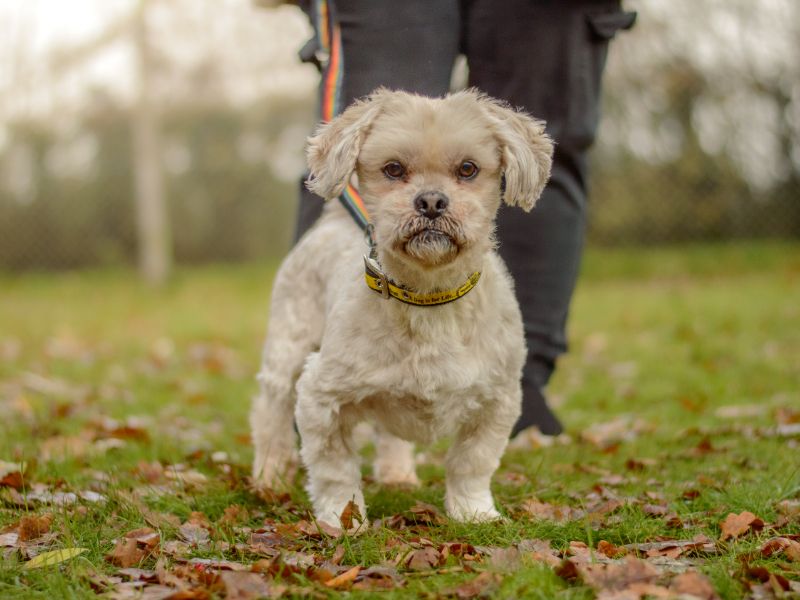 Shih Tzu for adoption in Kenilworth, Warks – 11 years old