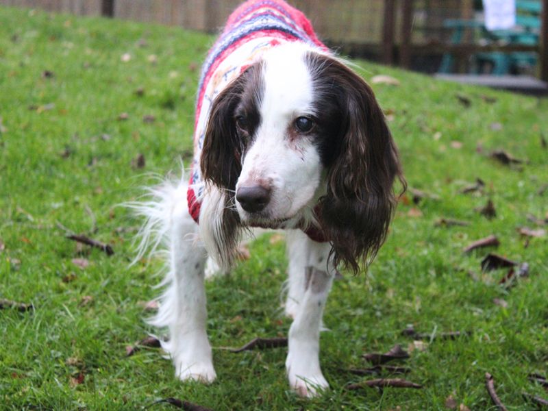 Springer Spaniel for adoption in Liverpool, Merseyside – 14 years old - Image 2 of 4