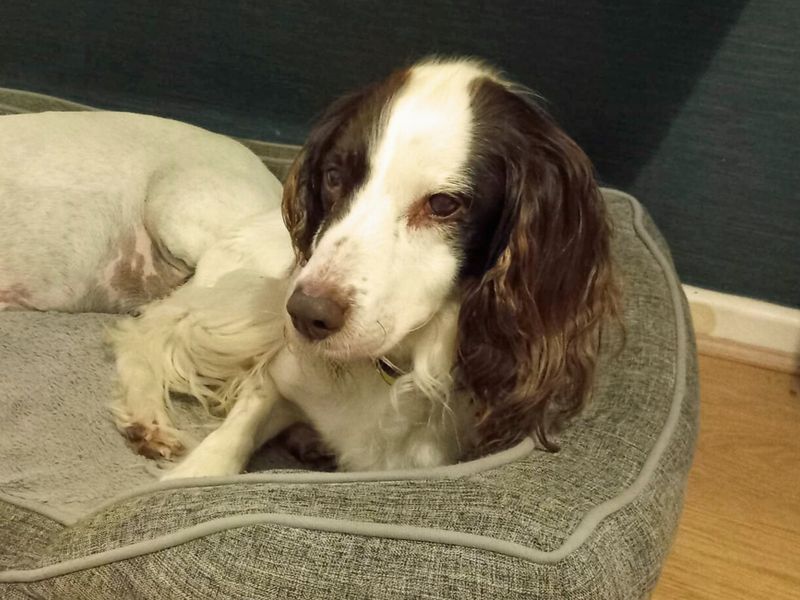 Springer Spaniel Dogs And Puppies For Adoption