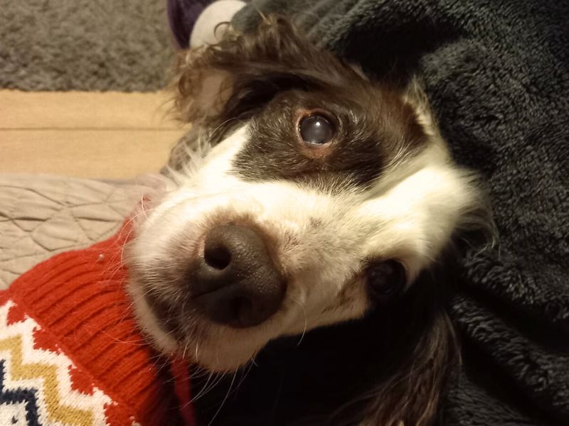Springer Spaniel for adoption in Liverpool, Merseyside – 14 years old - Image 4 of 4