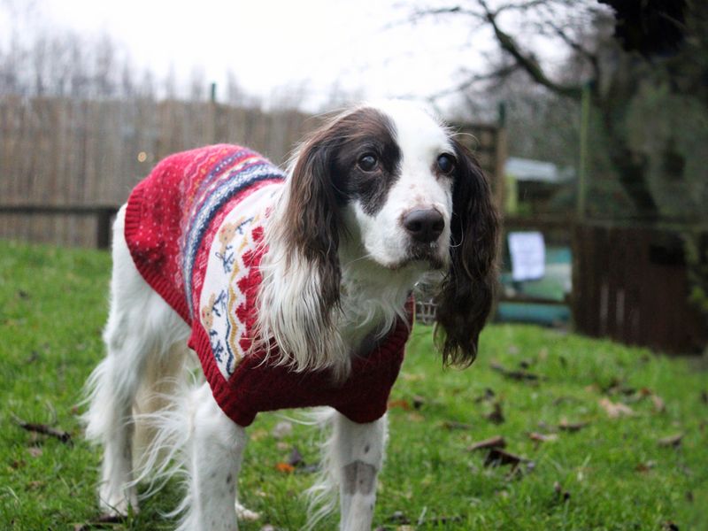 Springer Spaniel for adoption in Liverpool, Merseyside – 14 years old - Image 3 of 4