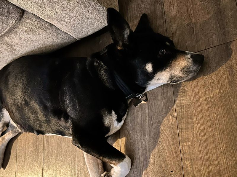 Border Collie for adoption in Shoreham by Sea, West Sussex – 7 years old