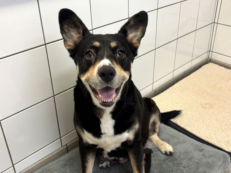 Bella | Collie (Border) Cross | Shoreham (Sussex) - 1