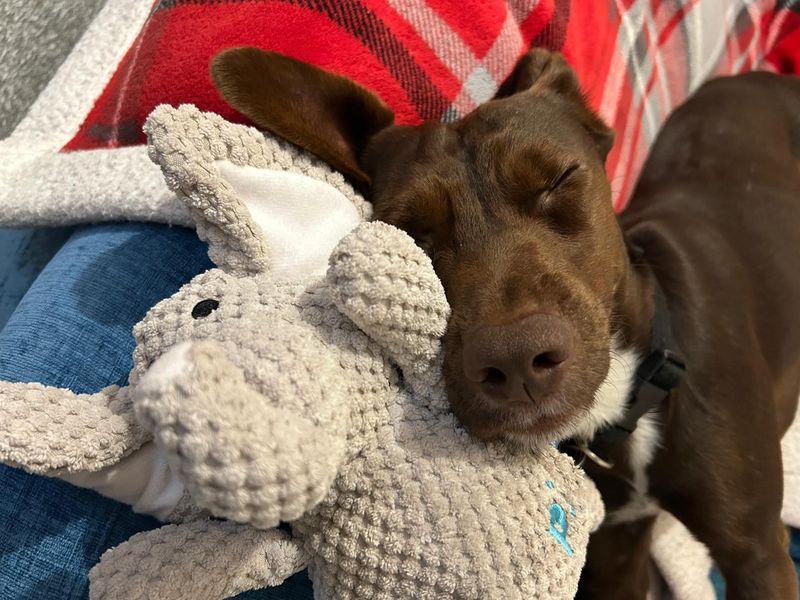 Jack Russell Terrier for adoption in Shoreham by Sea, West Sussex – 1 year old - Image 4 of 4