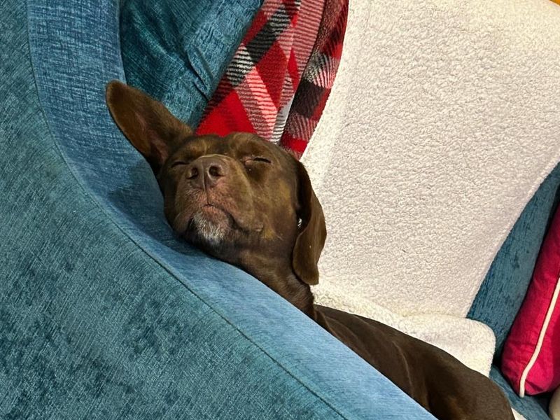 Jack Russell Terrier for adoption in Shoreham by Sea, West Sussex – 1 year old - Image 3 of 4