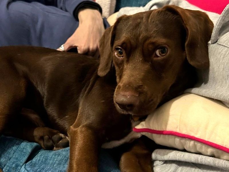 Jack Russell Terrier for adoption in Shoreham by Sea, West Sussex – 1 year old - Image 2 of 4