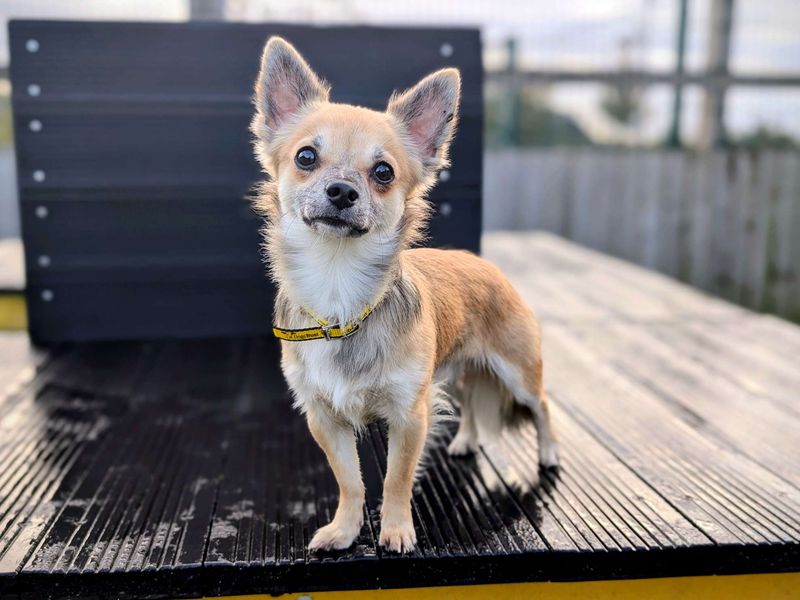 Chihuahua for adoption in Cardiff, Glamorgan – 1 year old