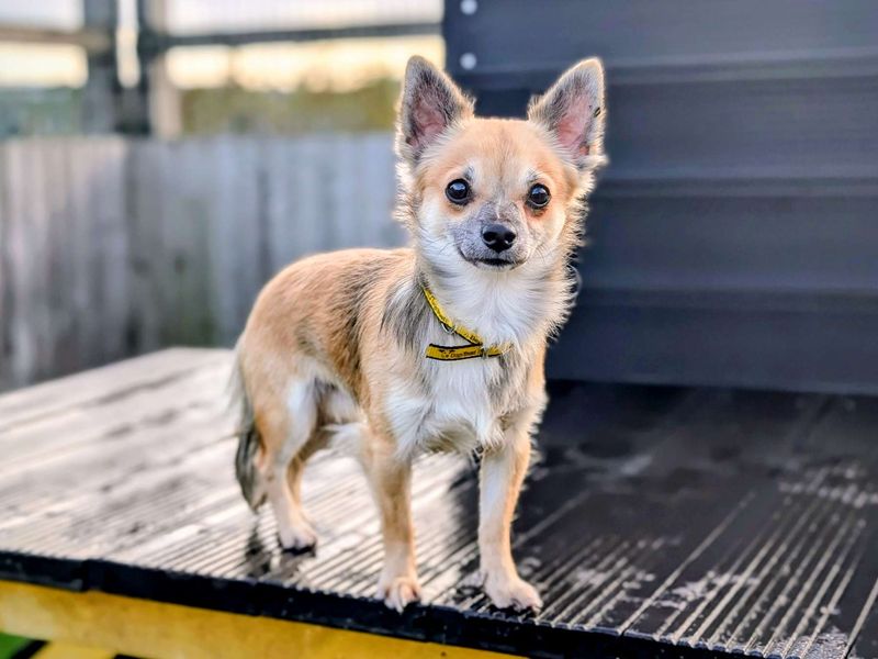 Chihuahua for adoption in Cardiff, Glamorgan – 1 year old - Image 2 of 4