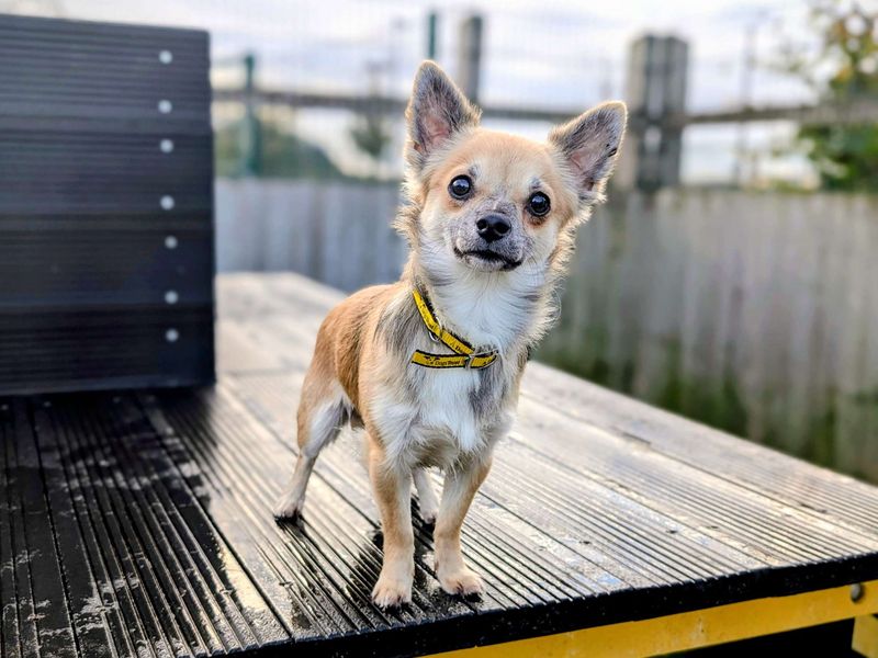 Chihuahua for adoption in Cardiff, Glamorgan – 1 year old - Image 4 of 4