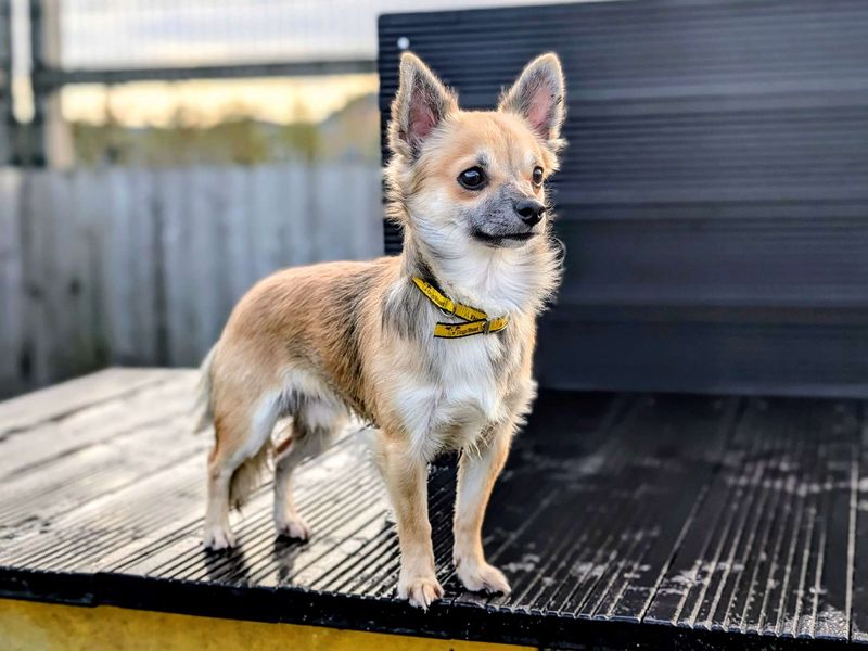 Chihuahua for adoption in Cardiff, Glamorgan – 1 year old - Image 3 of 4